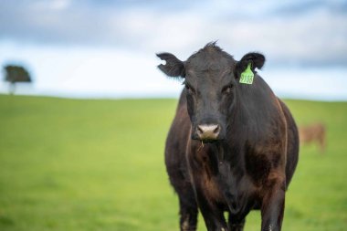 Aygır Angus, wagyu, benek parkı, Murray Grey, Süt Ürünleri, sığır İnekleri ve bir tarlada otlayan boğalar. Avustralya 'da bir tarım çiftliğinde yetiştirilen hayvanlar organik ve serbest..