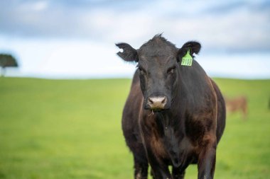 Aygır Angus, wagyu, benek parkı, Murray Grey, Süt Ürünleri, sığır İnekleri ve bir tarlada otlayan boğalar. Avustralya 'da bir tarım çiftliğinde yetiştirilen hayvanlar organik ve serbest..
