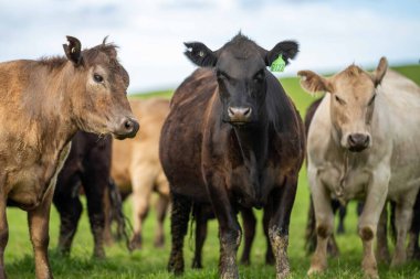 Aygır Angus, wagyu, benek parkı, Murray Grey, Süt Ürünleri, sığır İnekleri ve bir tarlada otlayan boğalar. Avustralya 'da bir tarım çiftliğinde yetiştirilen hayvanlar organik ve serbest..