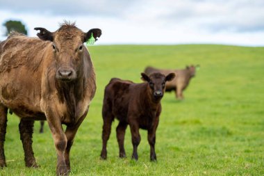 Aygır Angus, wagyu, benek parkı, Murray Grey, Süt Ürünleri, sığır İnekleri ve bir tarlada otlayan boğalar. Avustralya 'da bir tarım çiftliğinde yetiştirilen hayvanlar organik ve serbest..