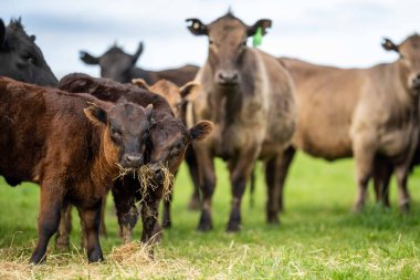 Aygır Angus, wagyu, benek parkı, Murray Grey, Süt Ürünleri, sığır İnekleri ve bir tarlada otlayan boğalar. Avustralya 'da bir tarım çiftliğinde yetiştirilen hayvanlar organik ve serbest..