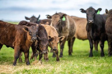 Aygır Angus, wagyu, benek parkı, Murray Grey, Süt Ürünleri, sığır İnekleri ve bir tarlada otlayan boğalar. Avustralya 'da bir tarım çiftliğinde yetiştirilen hayvanlar organik ve serbest..