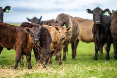 Aygır Angus, wagyu, benek parkı, Murray Grey, Süt Ürünleri, sığır İnekleri ve bir tarlada otlayan boğalar. Avustralya 'da bir tarım çiftliğinde yetiştirilen hayvanlar organik ve serbest..