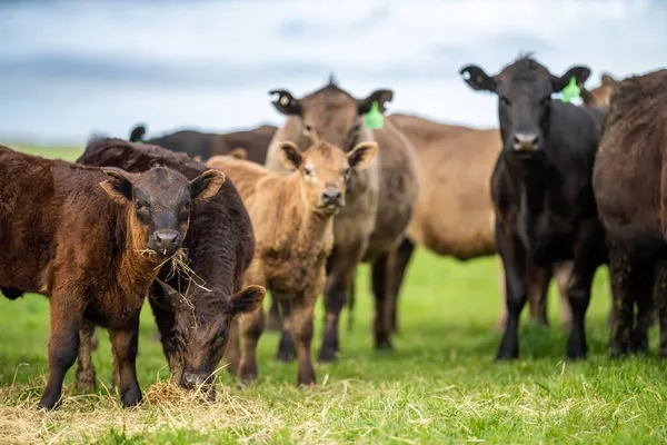 Stud Angus Wagyu Speckle Park Murray Grey Dairy Beef Cows — Stock Photo, Image