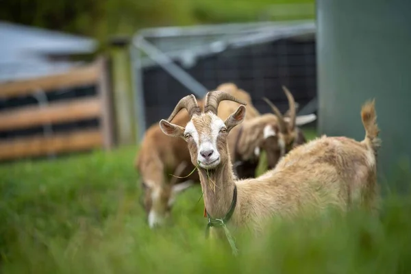 Kozy Dětmi Jíst Trávu Cucání Farmě Austrálii — Stock fotografie