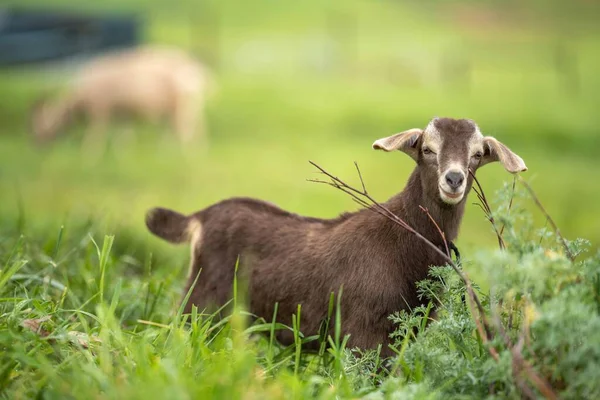 Kozy Dětmi Jíst Trávu Cucání Farmě Austrálii — Stock fotografie