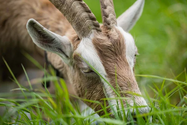 Cabras Con Bebés Comiendo Hierba Chupando Una Granja Australia — Foto de Stock