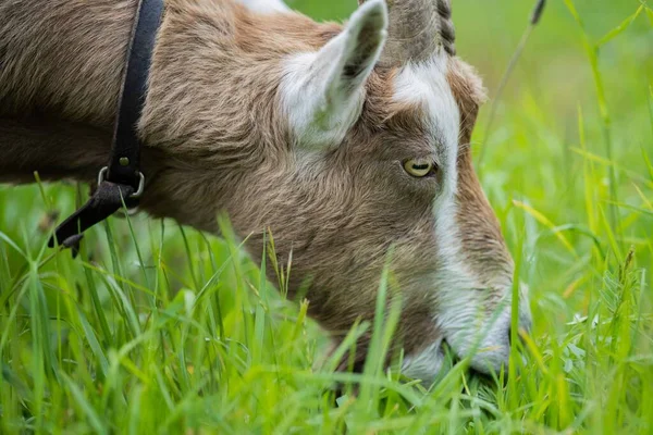 Cabras Con Bebés Comiendo Hierba Chupando Una Granja Australia — Foto de Stock