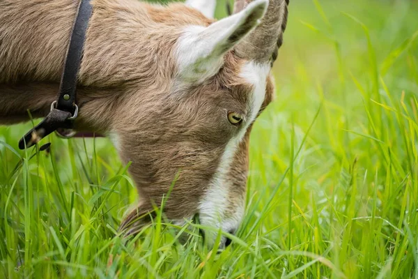 Cabras Con Bebés Comiendo Hierba Chupando Una Granja Australia — Foto de Stock