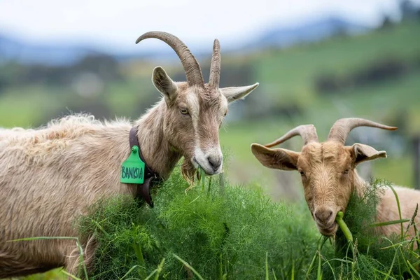 Kozy Dětmi Jíst Trávu Cucání Farmě Austrálii — Stock fotografie