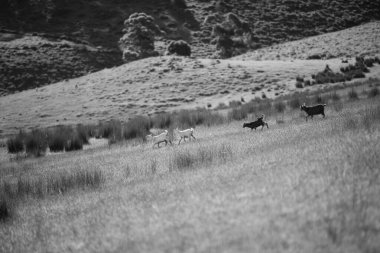 Keçiler ve bebekler, çim yiyip Avustralya 'da bir çiftliği emiyorlar.