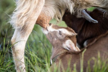 Keçiler ve bebekler, çim yiyip Avustralya 'da bir çiftliği emiyorlar.