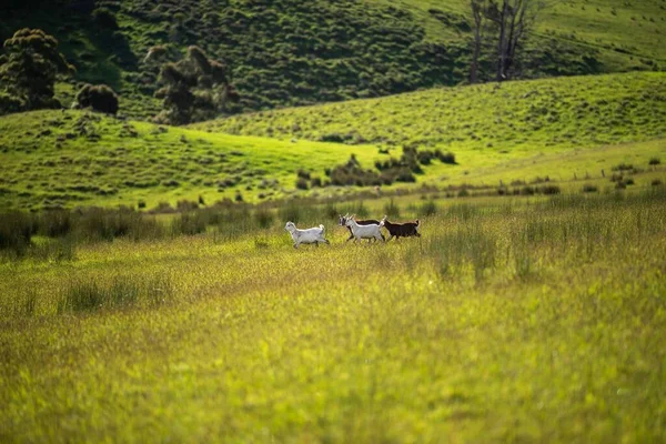 Cabras Con Bebés Comiendo Hierba Chupando Una Granja Australia —  Fotos de Stock