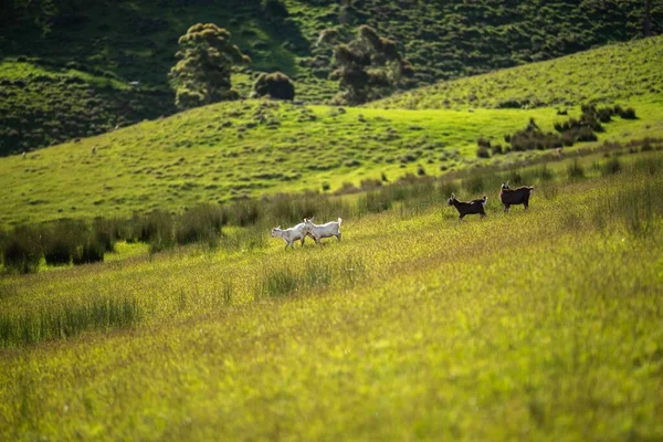Кози Немовлятами Їдять Траву Смокчуть Фермі Австралії — стокове фото