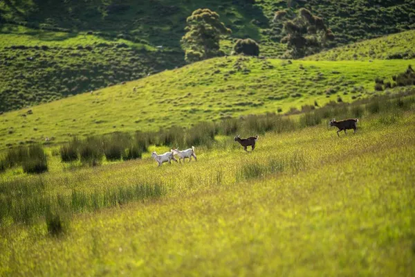 Кози Немовлятами Їдять Траву Смокчуть Фермі Австралії — стокове фото