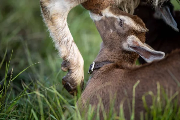 Chèvres Avec Bébés Enfants Manger Herbe Sucer Dans Une Ferme — Photo