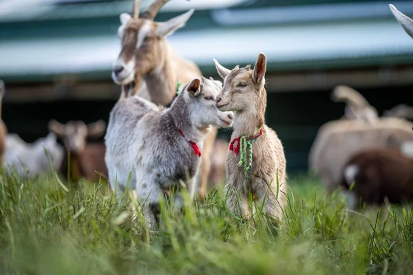 Kozy Dětmi Jíst Trávu Cucání Farmě Austrálii — Stock fotografie