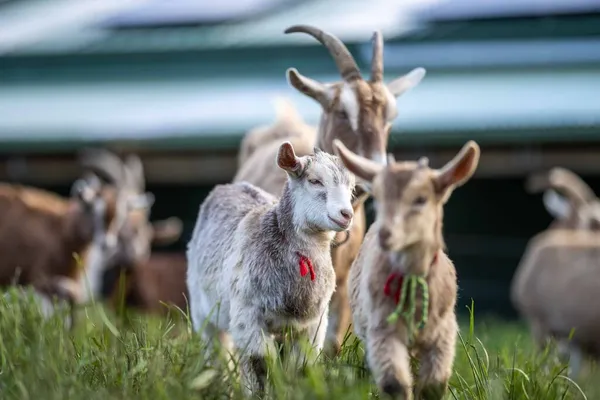 Kozy Dětmi Jíst Trávu Cucání Farmě Austrálii — Stock fotografie