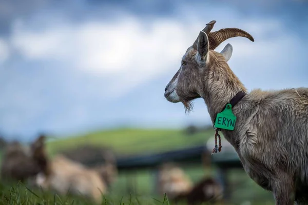 Kozy Dětmi Jíst Trávu Cucání Farmě Austrálii — Stock fotografie