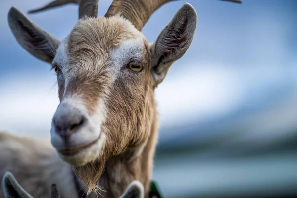 Cabras Con Bebés Comiendo Hierba Chupando Una Granja Australia — Foto de Stock