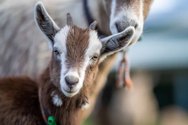 Cabras Con Bebés Comiendo Hierba Chupando Una Granja Australia — Foto de Stock