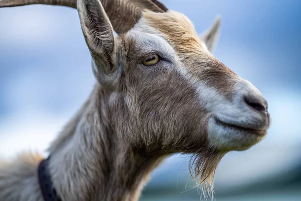 Cabras Con Bebés Comiendo Hierba Chupando Una Granja Australia — Foto de Stock