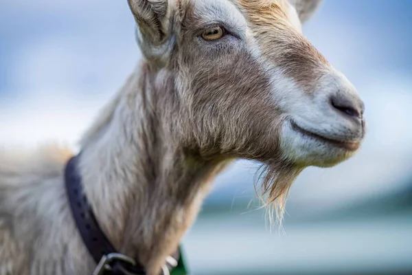 Cabras Con Bebés Comiendo Hierba Chupando Una Granja Australia — Foto de Stock