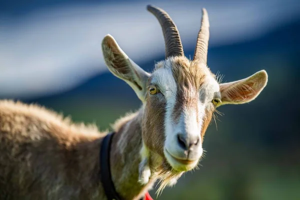 Kozy Dětmi Jíst Trávu Cucání Farmě Austrálii — Stock fotografie