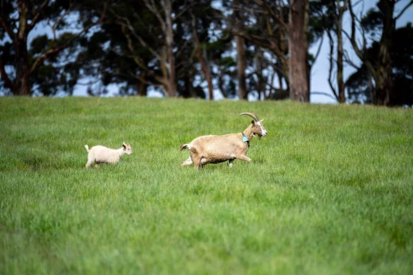 Keçiler Bebekler Çim Yiyip Avustralya Bir Çiftliği Emiyorlar — Stok fotoğraf