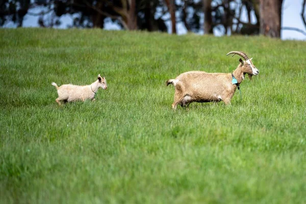 Chèvres Avec Bébés Enfants Manger Herbe Sucer Dans Une Ferme — Photo