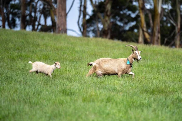 Cabras Con Bebés Comiendo Hierba Chupando Una Granja Australia —  Fotos de Stock