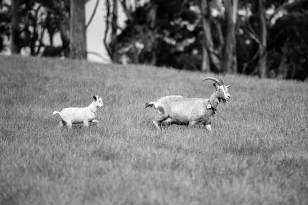 Keçiler Bebekler Çim Yiyip Avustralya Bir Çiftliği Emiyorlar — Stok fotoğraf