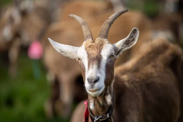 Kozy Dětmi Jíst Trávu Cucání Farmě Austrálii — Stock fotografie