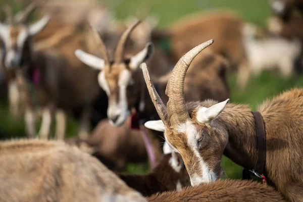 Kozy Dětmi Jíst Trávu Cucání Farmě Austrálii — Stock fotografie