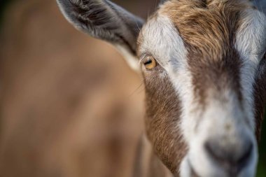 Keçiler ve bebekler, çim yiyip Avustralya 'da bir çiftliği emiyorlar.