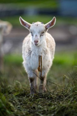 Keçiler ve bebekler, çim yiyip Avustralya 'da bir çiftliği emiyorlar.