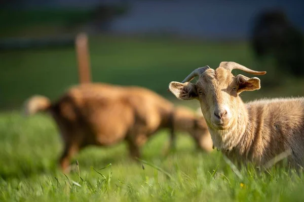 Goats Baby Kids Eating Grass Sucking Farm Australia — Stock Photo, Image