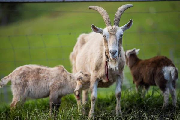 Kozy Dětmi Jíst Trávu Cucání Farmě Austrálii — Stock fotografie