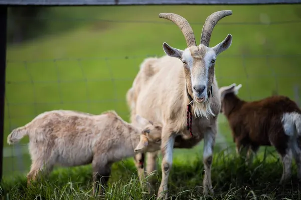 Kozy Dětmi Jíst Trávu Cucání Farmě Austrálii — Stock fotografie