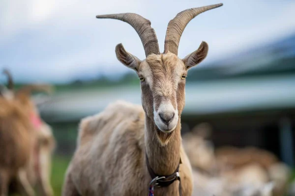 Kozy Dětmi Jíst Trávu Cucání Farmě Austrálii — Stock fotografie