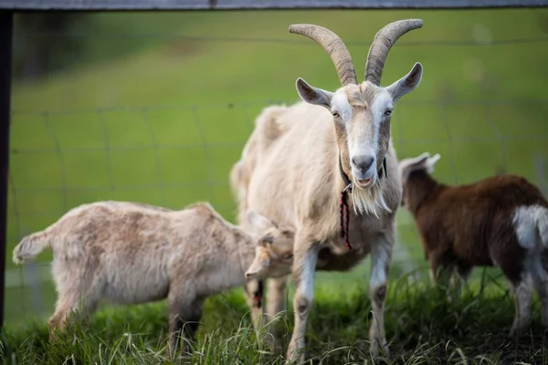 Kozy Dětmi Jíst Trávu Cucání Farmě Austrálii — Stock fotografie