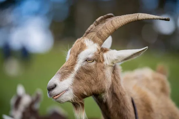 Kozy Dětmi Jíst Trávu Cucání Farmě Austrálii — Stock fotografie