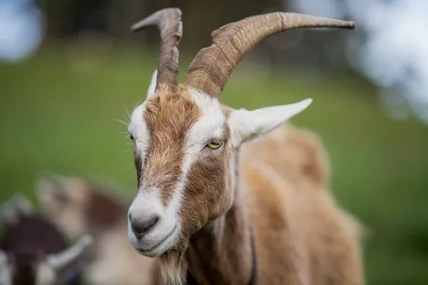 Kozy Dětmi Jíst Trávu Cucání Farmě Austrálii — Stock fotografie