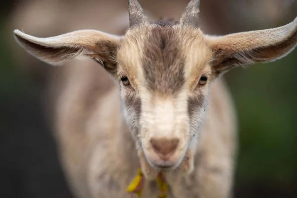 Kozy Dětmi Jíst Trávu Cucání Farmě Austrálii — Stock fotografie