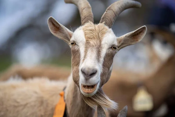 Kozy Dětmi Jíst Trávu Cucání Farmě Austrálii — Stock fotografie