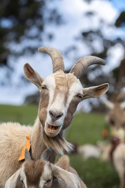 Kozy Dětmi Jíst Trávu Cucání Farmě Austrálii — Stock fotografie