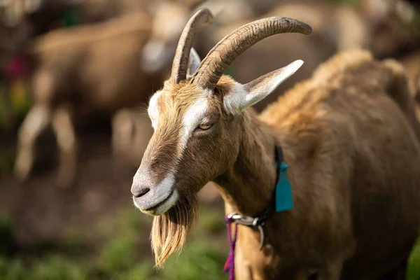 Kozy Dětmi Jíst Trávu Cucání Farmě Austrálii — Stock fotografie