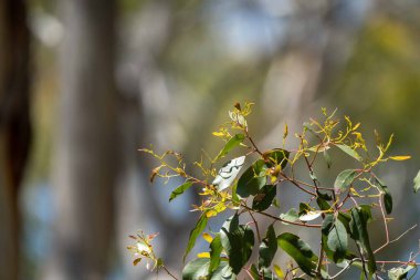 Avustralya 'da çalılıklarda yetişen yerli bitkiler ve çiçekler