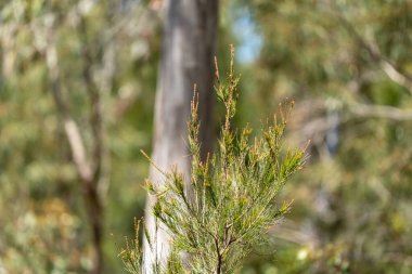 Avustralya 'da çalılıklarda yetişen yerli bitkiler ve çiçekler