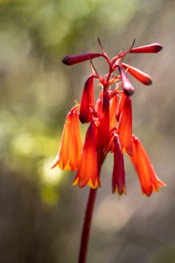 Avustralya 'da çalılıklarda yetişen yerli bitkiler ve çiçekler